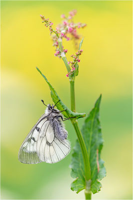 Schwarzer Apollo (Parnassius mnenosyne), Frankreich, Dep. Isere