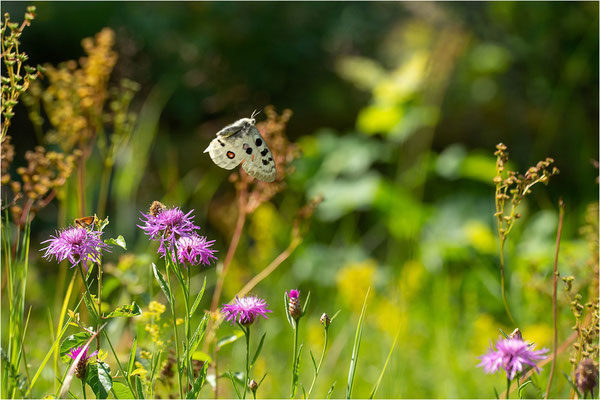 Roter Apollo (Parnassius apollo apollo), Schweden, Småland