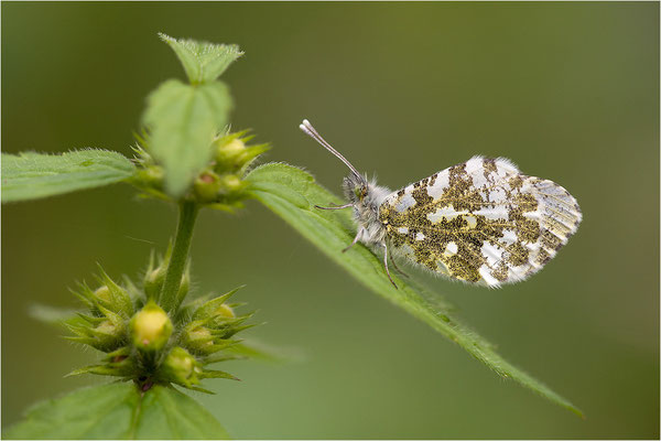 Aurorafalter (Anthocharis cardamines), Weibchen, Deutschland, Baden-Württemberg