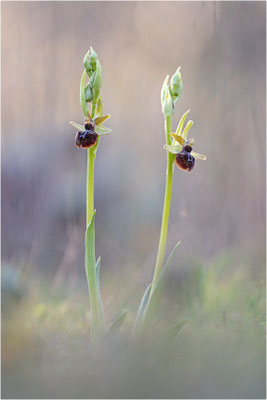 Ophrys passionis, Bouches-du-Rhône