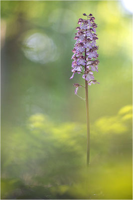Purpur-Knabenkraut (Orchis purpurea), Deutschland, Baden-Württemberg
