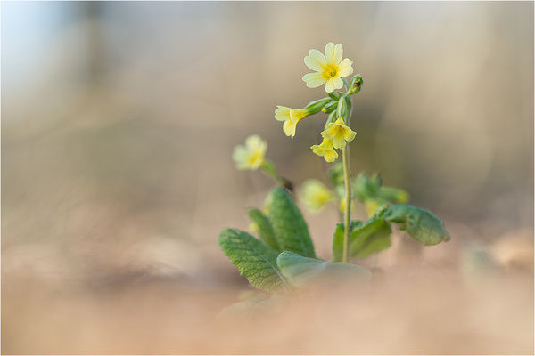 Hohe Schlüsselblume (Primula elatior), Deutschland, Baden-Württemberg