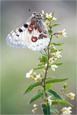 Roter Apollo (Parnassius apollo linnei f. wiskotti), Schweden, Gotland