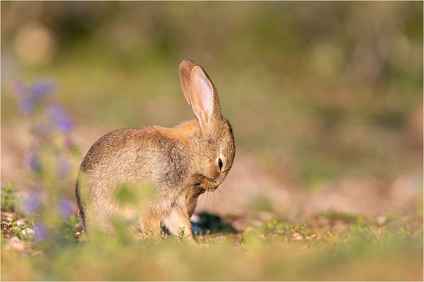 Wildkaninchen (Oryctolagus cuniculus), Gotland, Schweden