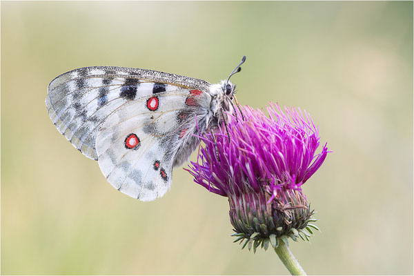 Roter Apollo (Parnassius apollo pedemontanus), Italien, Region Aostatal, 2.100m