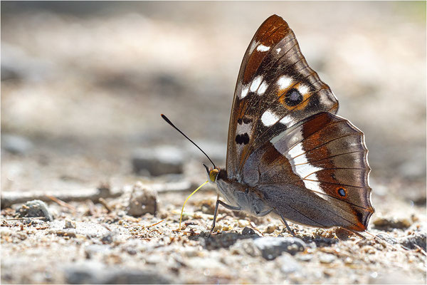 Großer Schillerfalter (Apatura iris), Männchen, Italien, Sondrio