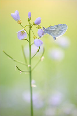 Tintenfleck-Weißling (Leptidea sinapis bzw. juvernica), Deutschland, Baden-Württemberg