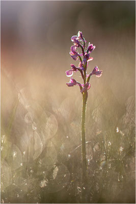 Kleine Hundswurz (Anacamptis morio morio), Dep. Aveyron, Frankreich