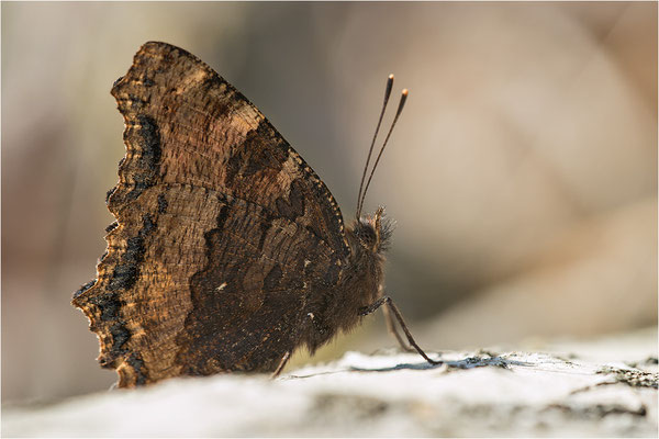 Großer Fuchs (Nymphalis polychloros), Deutschland, Baden-Württemberg