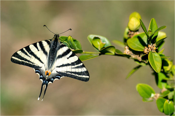 Segelfalter (Iphiclides podalirius), Frankreich, Ardèche