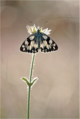 Schachbrettfalter (Melanargia galathea), Männchen, Deutschland, Baden-Württemberg