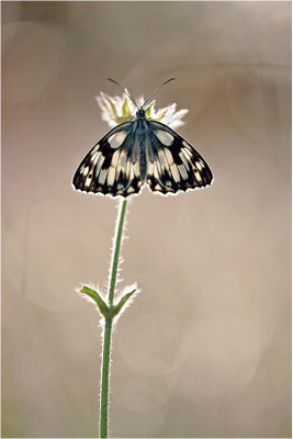 Schachbrettfalter (Melanargia galathea), Männchen, Deutschland, Baden-Württemberg