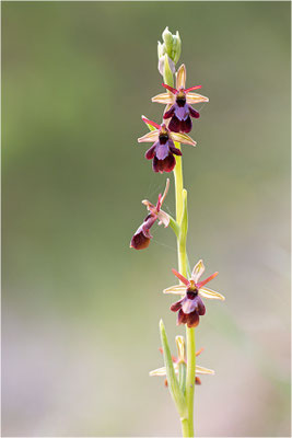Ophrys x royanensis (=drumana x insectifera), Frankreich, Dep. Isere