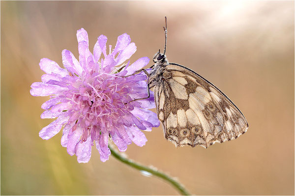 Schachbrettfalter (Melanargia galathea), Weibchen, Deutschland, Baden-Württemberg