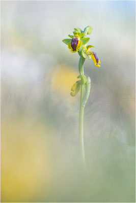 Ophrys lutea
