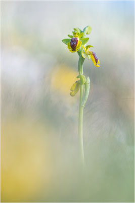 Ophrys lutea