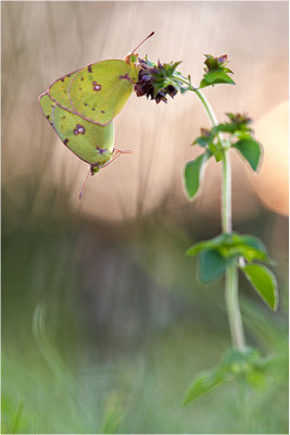 Hufeisenklee-Gelbling/Goldene Acht (Colias alfacariensis/Colias hyale), Paarung, Deutschland, Baden-Württemberg