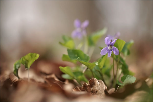 Wald-Veilchen (Viola reichenbachia), Deutschland, Baden-Württemberg