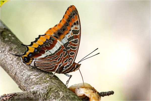 Erdbeerbaumfalter (Charaxes jasius), Frankreich, Ardèche