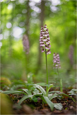 Purpur-Knabenkraut (Orchis purpurea), Deutschland, Baden-Württemberg