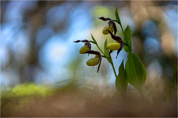 Gelber Frauenschuh (Cypripedium calceolus), Schweden, Gotland