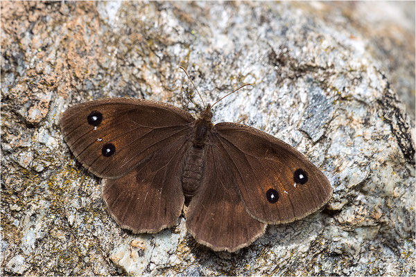 Weißkernauge (Satyrus ferula), Weibchen, Italien, Piemont