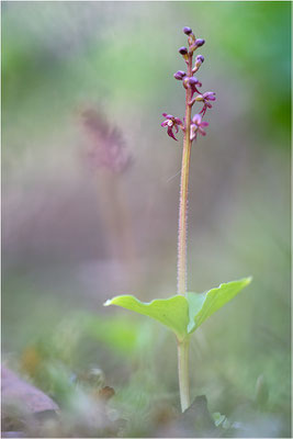 Kleines Zweiblatt (Listera cordata), Norrbotten, Schweden