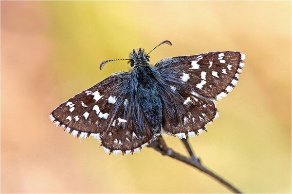 Pyrgus armoricanus