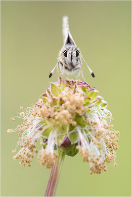 Roter Würfel-Dickkopffalter (Spialia sertorius), Frankreich, Drôme