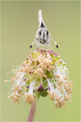 Roter Würfel-Dickkopffalter (Spialia sertorius), Frankreich, Drôme