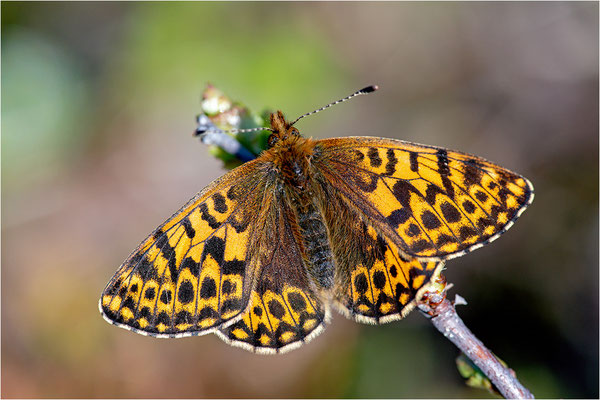 Freijas Perlmuttfalter (Boloria freija), Norwegen, Troms og Finnmark