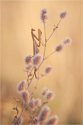 Europäische Gottesanbeterin (Mantis religiosa), Weibchen, Deutschland, Baden-Württemberg