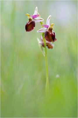 Moris Ragwurz (Ophrys morisii)