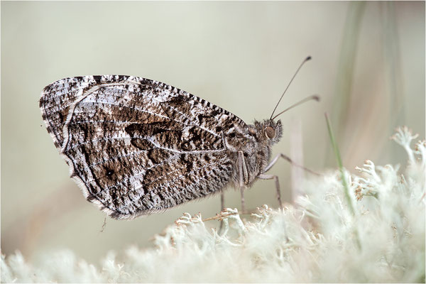 Rostbinde (Hipparchia semele), Schweden, Östergötland