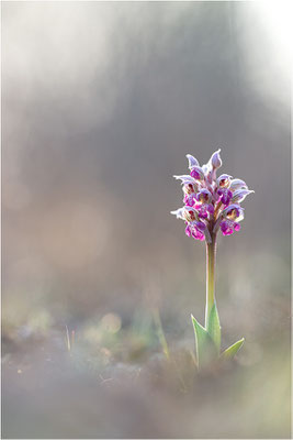Milchweißes Knabenkraut (Neotinea lactea), Dep. Var, Frankreich