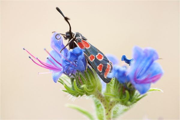 Esparsetten-Widderchen (Zygaena carniolica), Deutschland, Hessen