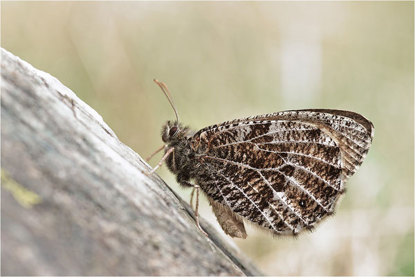 Gletscherfalter (Oeneis glacialis), Italien, Region Aostatal, 2300m
