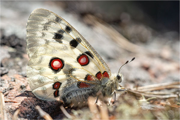 Roter Apollo (Parnassius apollo apollo), Schweden, Småland
