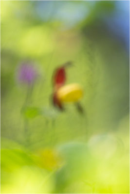 Gelber Frauenschuh (Cypripedium calceolus), Frankreich, Dep. Isere