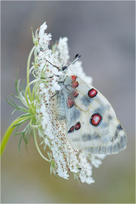 Roter Apollo (Parnassius apollo lithographicus), Deutschland, Oberbayern