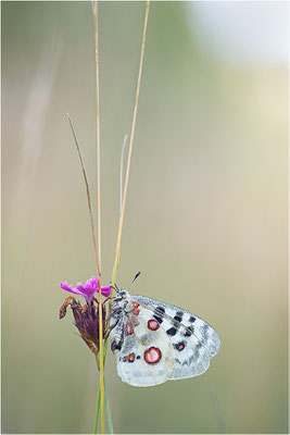 Roter Apollo (Parnassius apollo lithographicus), Deutschland, Oberbayern