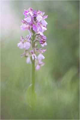 Kleine Hundswurz (Anacamptis morio morio), Korsika