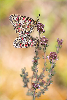 Spanischer Osterluzeifalter (Zerynthia rumina), Paarung, Frankreich, Ardèche