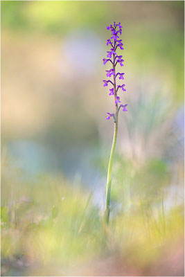 Kleine Hundswurz (Anacamptis morio picta), Dep. Var, Frankreich
