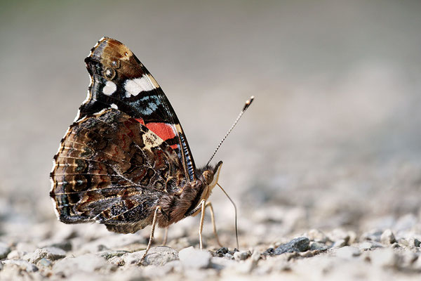 Admiral (Vanessa atalanta), Deutschland, Baden-Württemberg