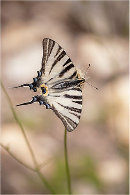 Segelfalter (Iphiclides podalirius), Frankreich, Drôme