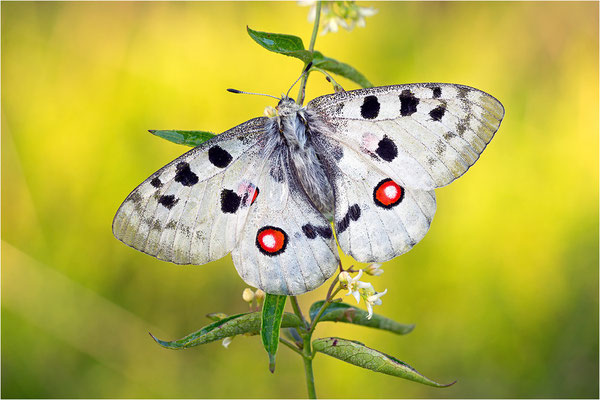 Roter Apollo (Parnassius apollo linnei), Schweden, Gotland