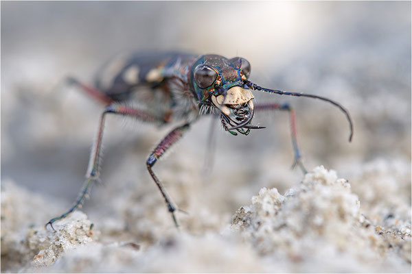 Dünen-Sandlaufkäfer (Cicindela transversalis pseudoriparia), Frankreich, Dep. Savoie