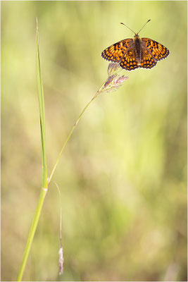 Flockenblumen-Scheckenfalter (Melitaea phoebe), Frankreich, Drôme