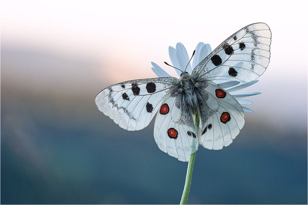 Roter Apollo (Parnassius apollo nivatus), Frankreich, Dep. Jura